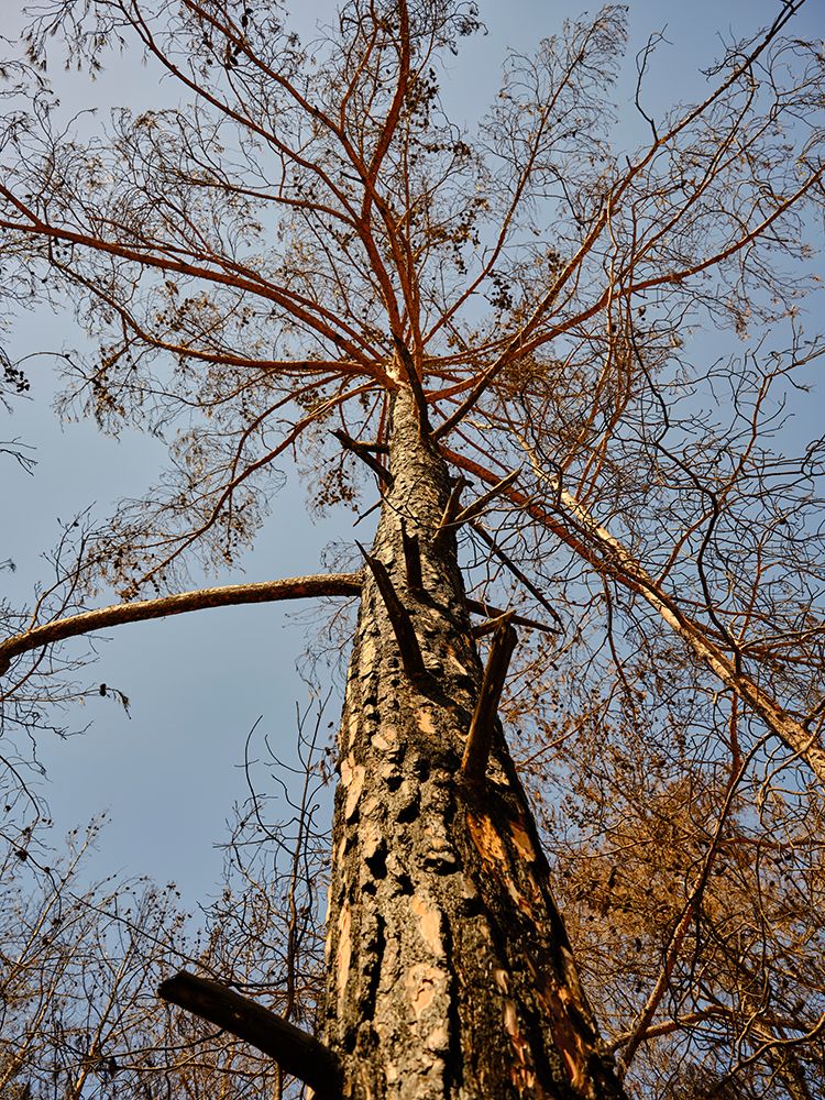A Burned Tree art print by Engin Akyurt for $57.95 CAD