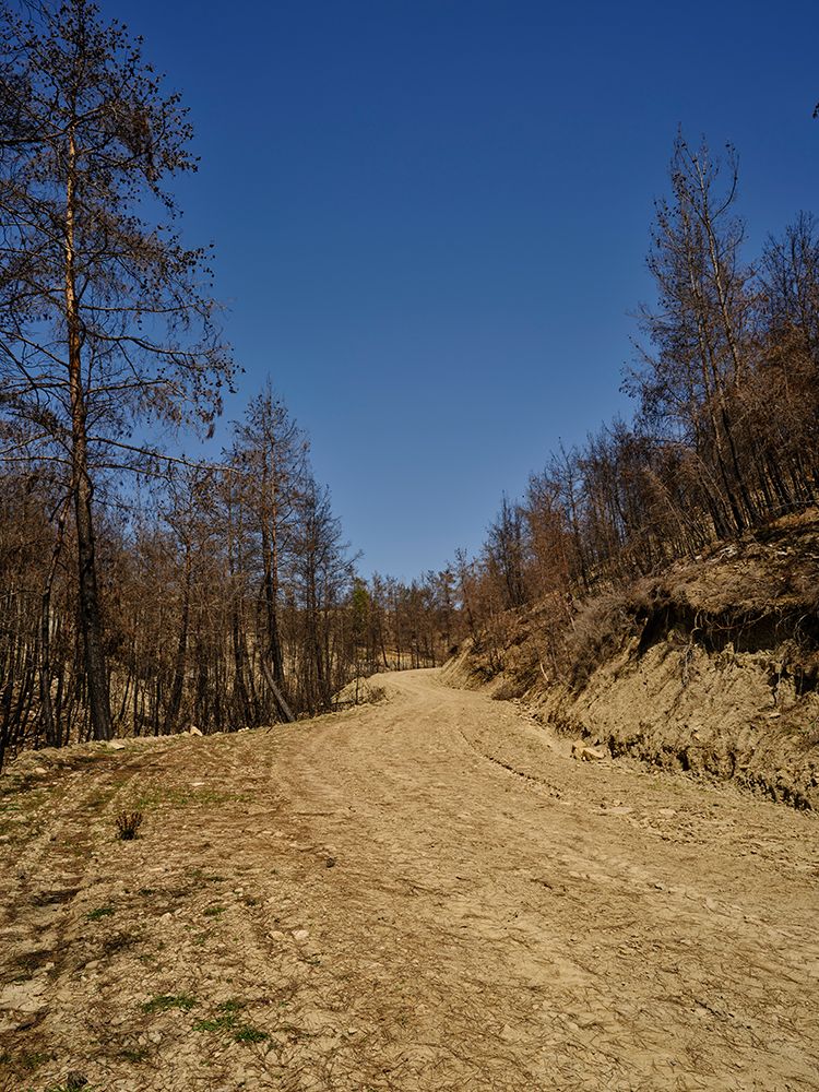 Forest And Path art print by Engin Akyurt for $57.95 CAD