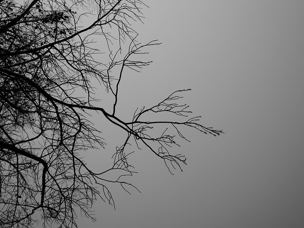 Tree Branch And Sky art print by Engin Akyurt for $57.95 CAD