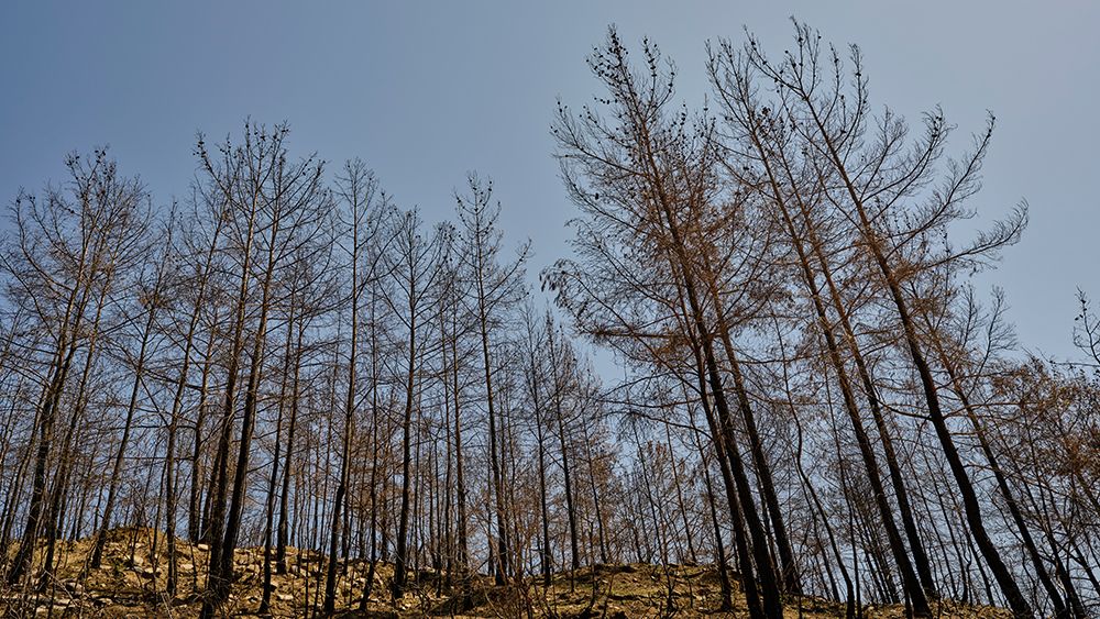 Burnt Trees In The Forest art print by Engin Akyurt for $57.95 CAD