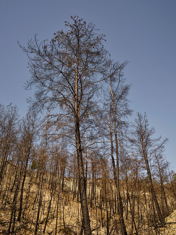 Burnt Trees And Sky Background art print by Engin Akyurt for $57.95 CAD