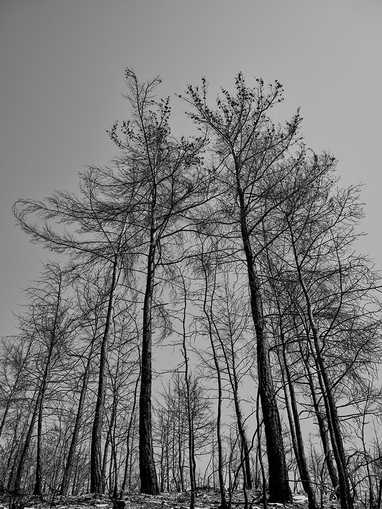 Burnt Trees And Sky Background art print by Engin Akyurt for $57.95 CAD
