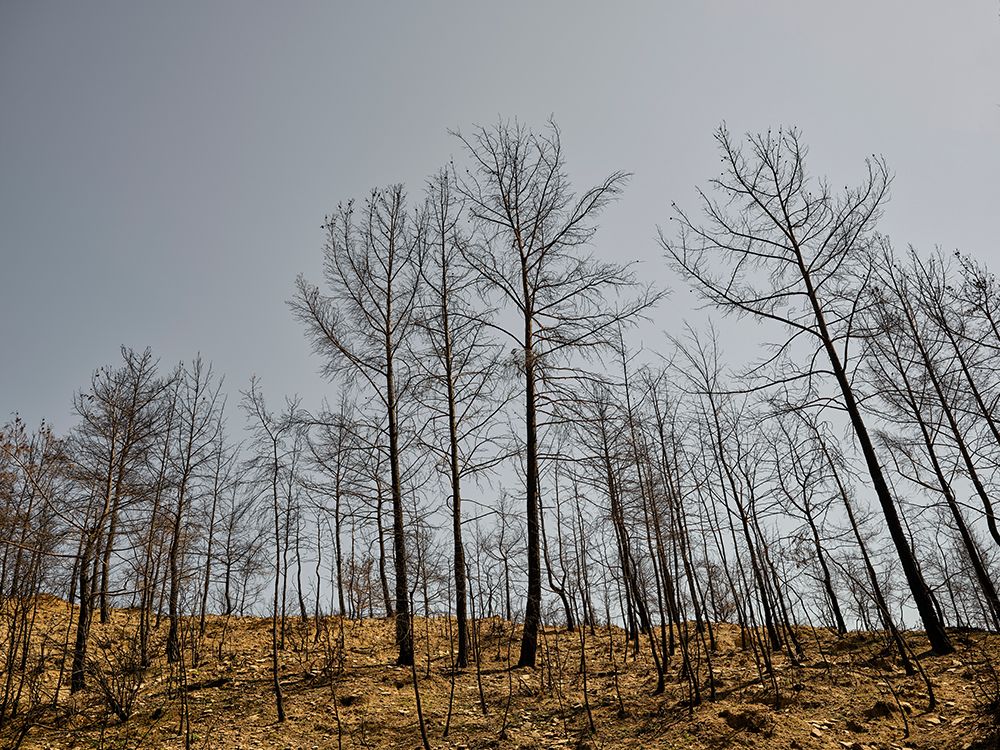 Burnt Trees And Sky Background art print by Engin Akyurt for $57.95 CAD