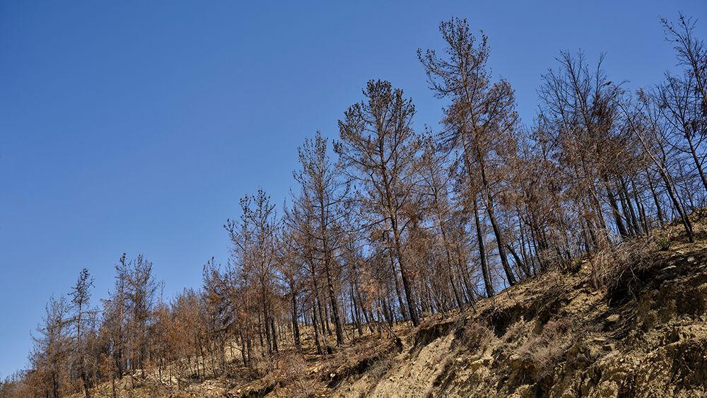 Image Of A Forest After A Fire art print by Engin Akyurt for $57.95 CAD