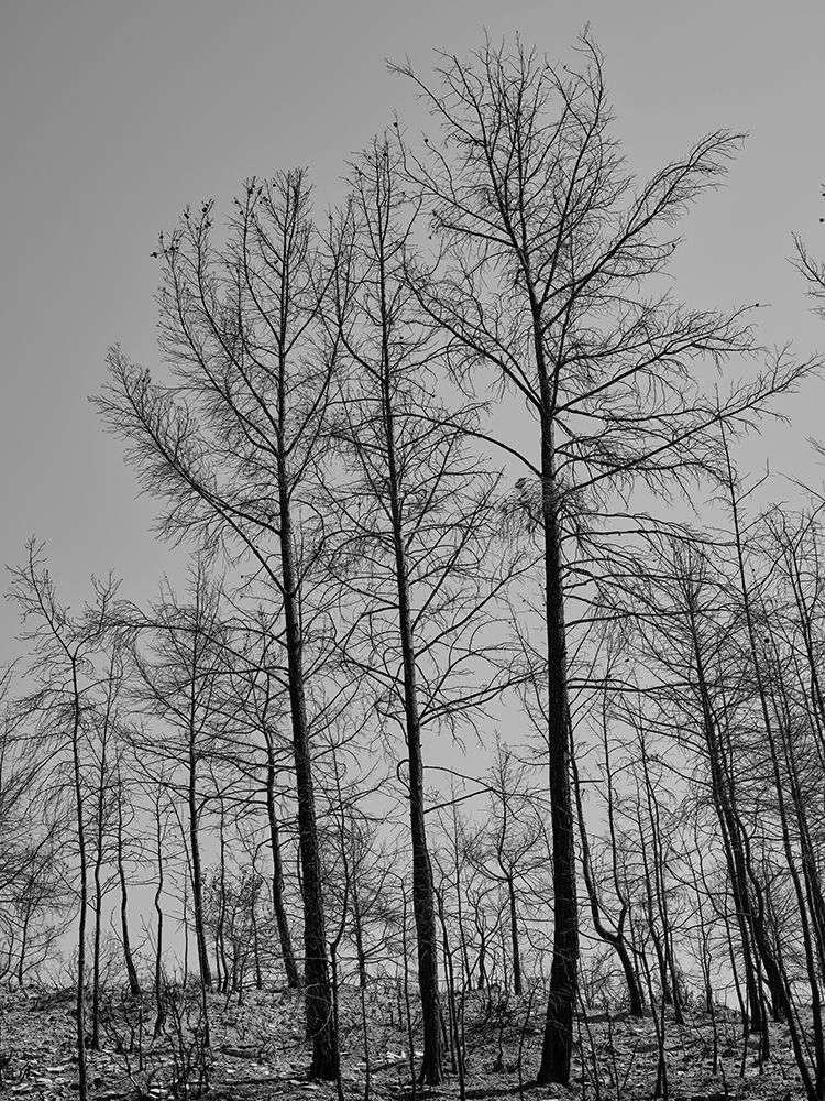 Burnt Trees And Sky Background art print by Engin Akyurt for $57.95 CAD