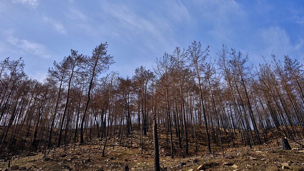 Image Of A Forest After A Fire art print by Engin Akyurt for $57.95 CAD