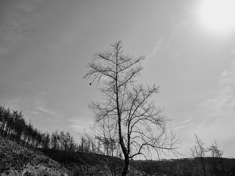 A Burned Tree art print by Engin Akyurt for $57.95 CAD