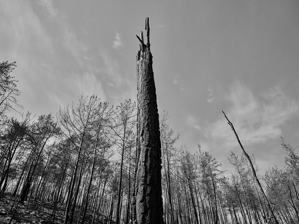 A Burned Tree art print by Engin Akyurt for $57.95 CAD