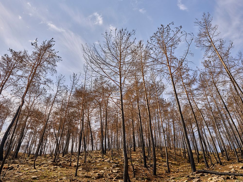 Image Of A Forest After A Fire art print by Engin Akyurt for $57.95 CAD