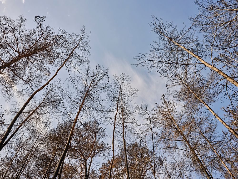 Image Of A Forest After A Fire art print by Engin Akyurt for $57.95 CAD