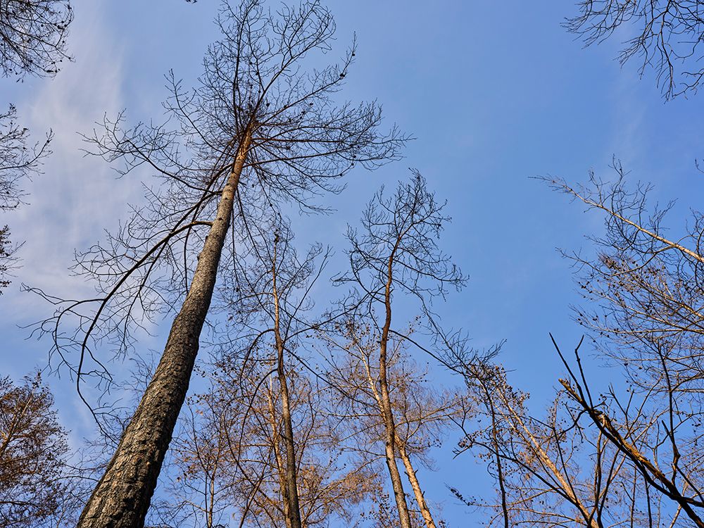 Burnt Trees And Sky Background art print by Engin Akyurt for $57.95 CAD