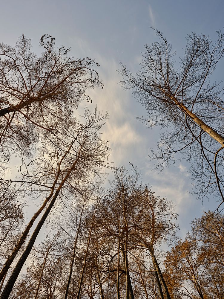 Image Of A Forest After A Fire art print by Engin Akyurt for $57.95 CAD