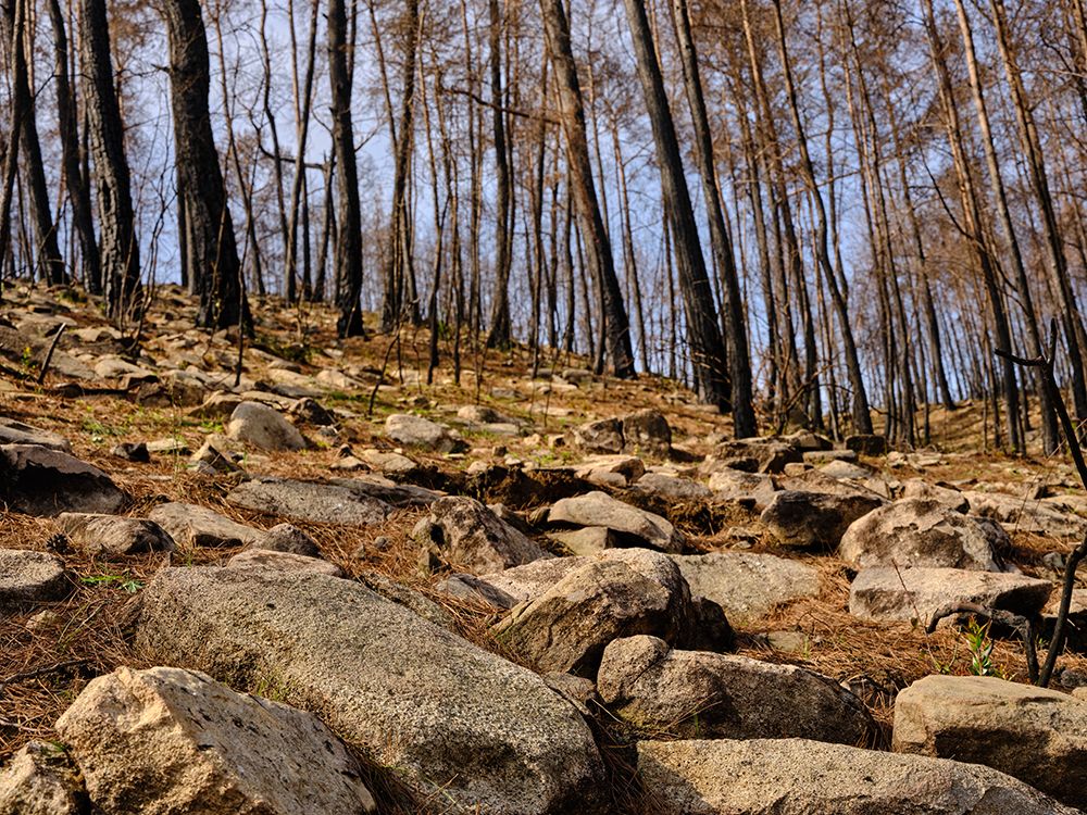 Burnt Trees In The Forest art print by Engin Akyurt for $57.95 CAD