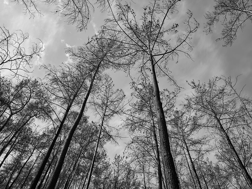 Burnt Trees And Sky Background art print by Engin Akyurt for $57.95 CAD