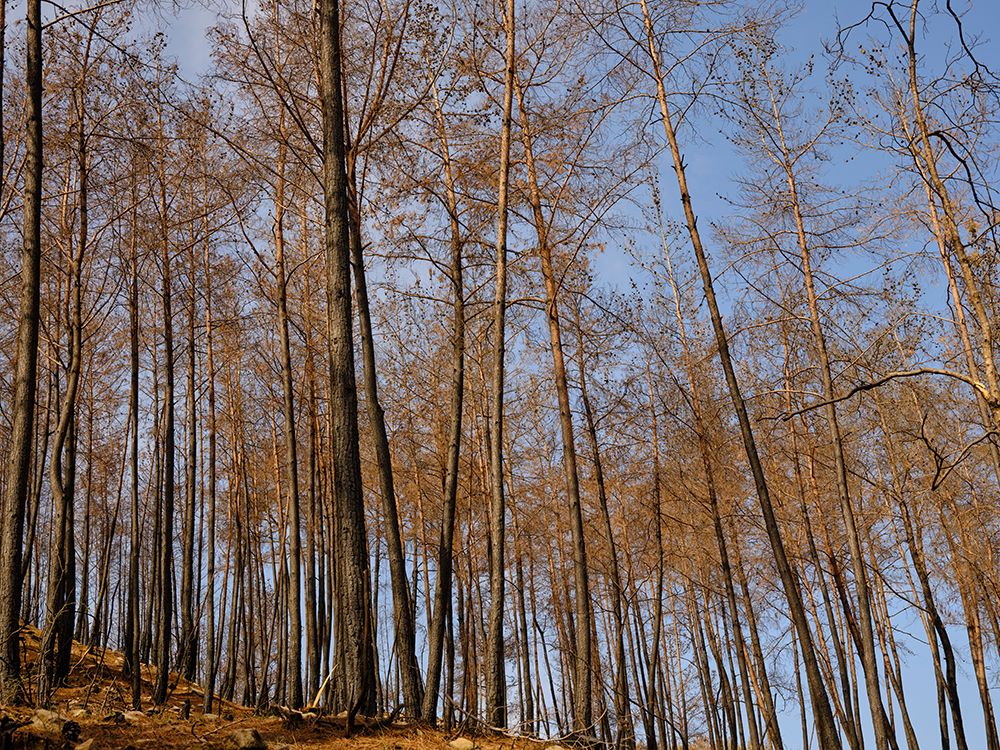 Burnt Trees And Sky Background art print by Engin Akyurt for $57.95 CAD
