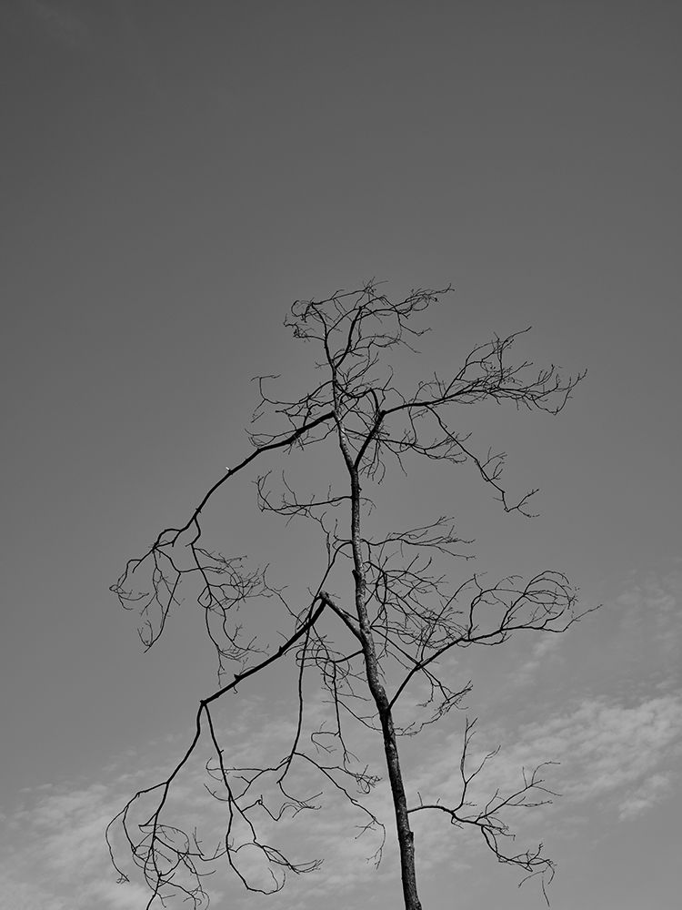 A Burned Tree And Sky art print by Engin Akyurt for $57.95 CAD
