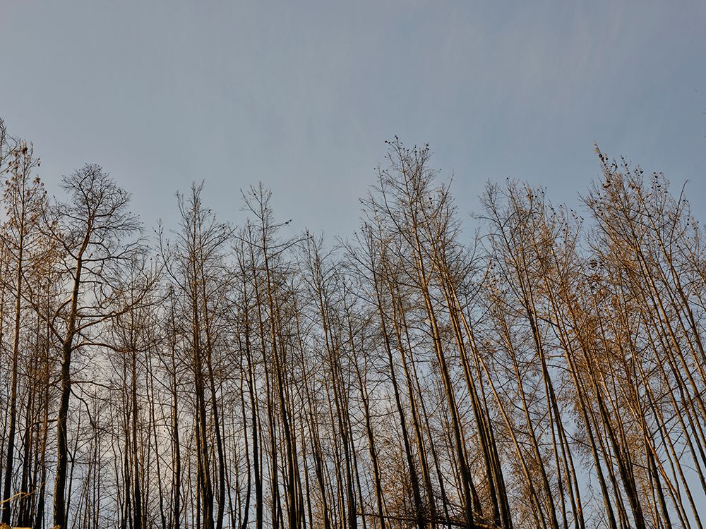 Image Of A Forest After A Fire art print by Engin Akyurt for $57.95 CAD