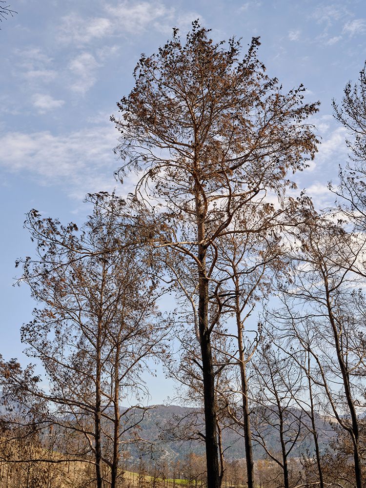 Burnt Trees And Sky Background art print by Engin Akyurt for $57.95 CAD