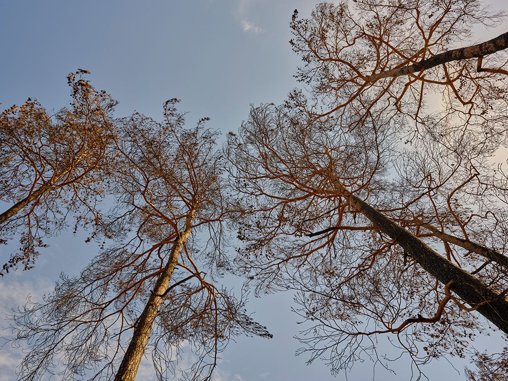 Burnt Trees In The Forest art print by Engin Akyurt for $57.95 CAD