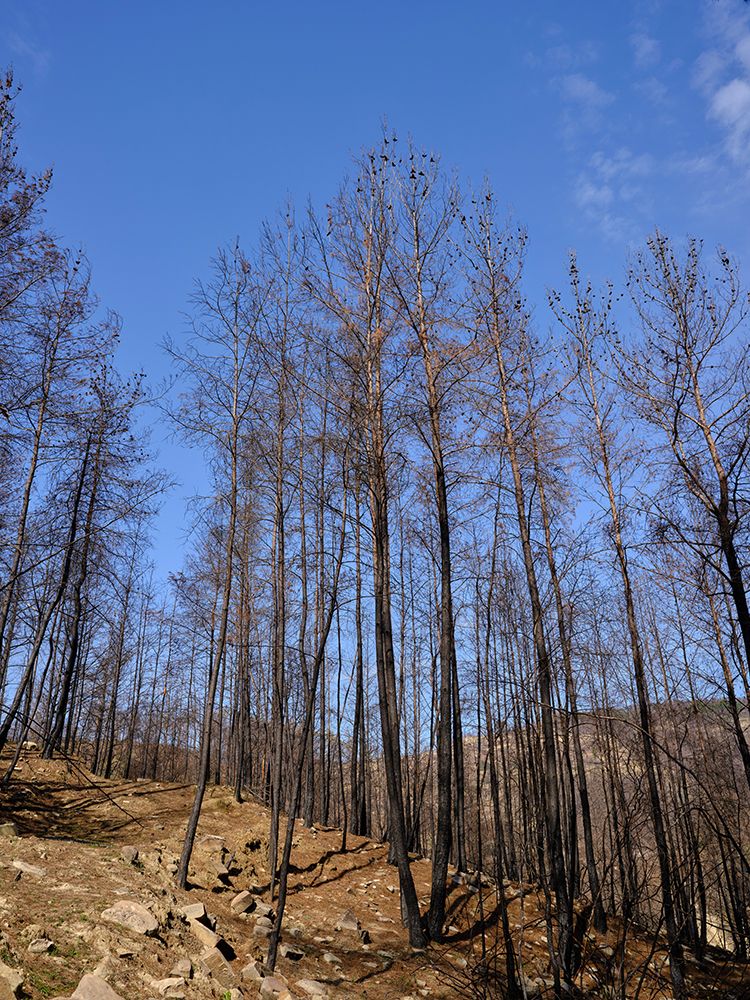 Burnt Trees In The Forest art print by Engin Akyurt for $57.95 CAD