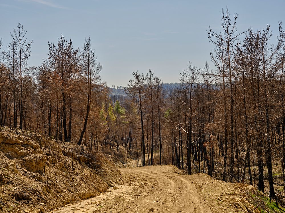 Burnt Trees In The Forest art print by Engin Akyurt for $57.95 CAD