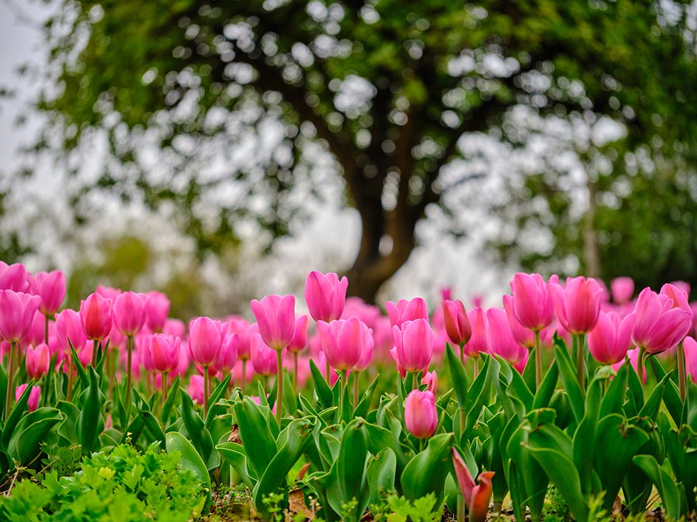 Pink Tulips art print by Engin Akyurt for $57.95 CAD