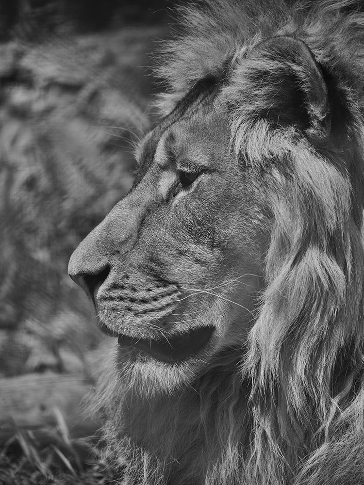 Portrait Of A Beautiful Lion art print by Engin Akyurt for $57.95 CAD