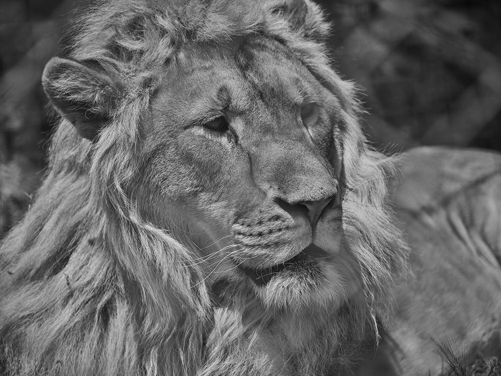 Portrait Of A Beautiful Lion art print by Engin Akyurt for $57.95 CAD