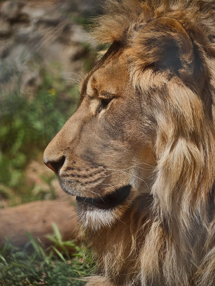 Portrait Of A Beautiful Lion art print by Engin Akyurt for $57.95 CAD