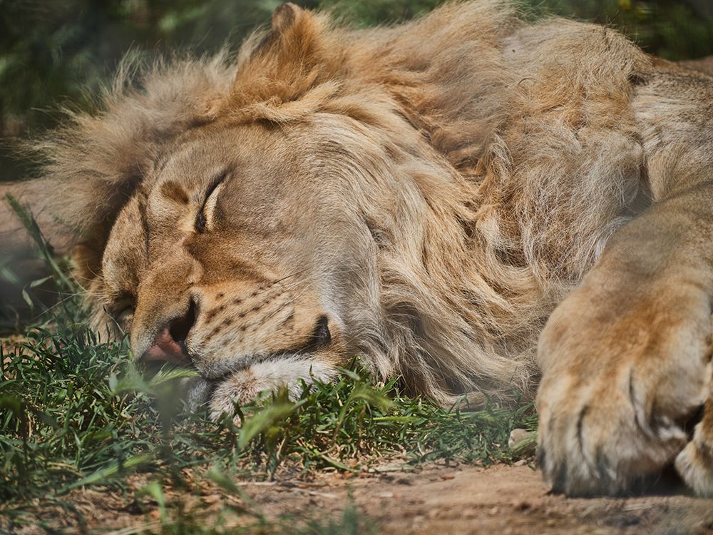 A Sleeping African Male Lion art print by Engin Akyurt for $57.95 CAD