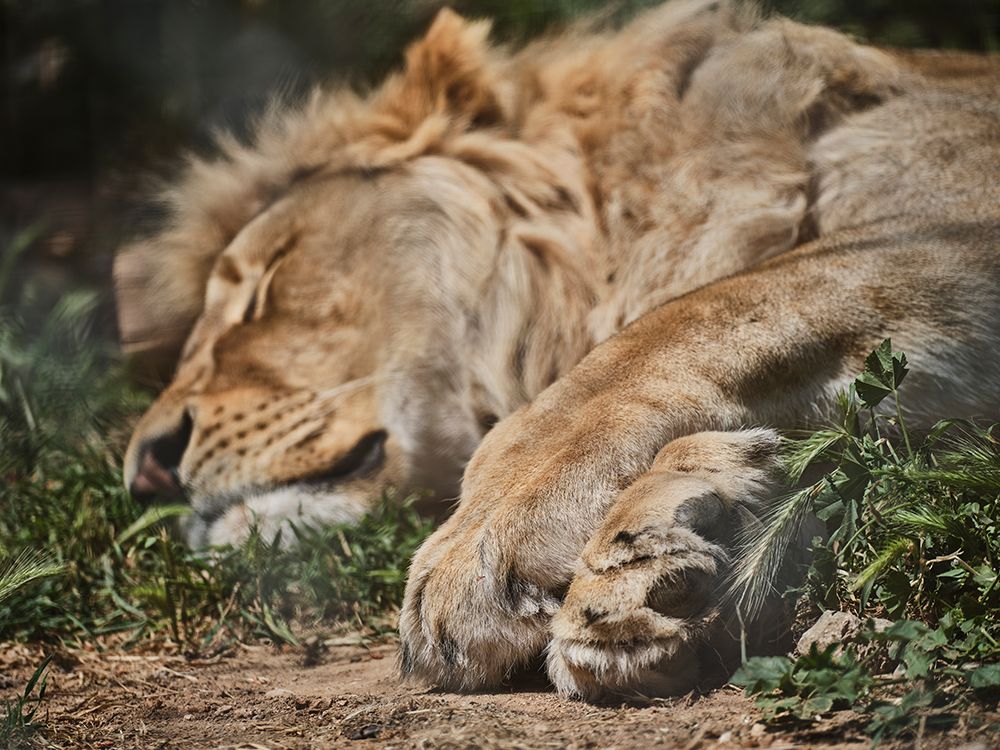 A Sleeping African Male Lion art print by Engin Akyurt for $57.95 CAD