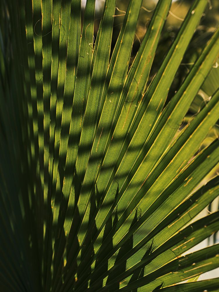 Palm Leaf art print by Engin Akyurt for $57.95 CAD