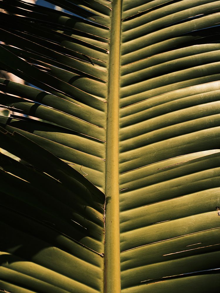 Palm Leaf art print by Engin Akyurt for $57.95 CAD