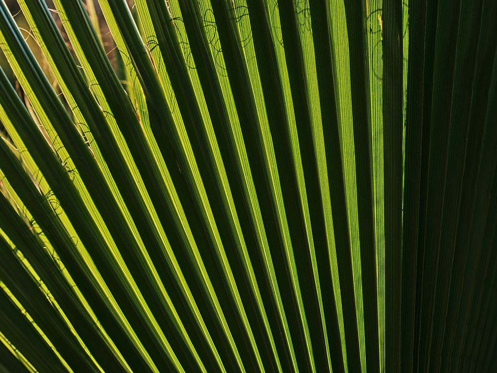 Palm Leaf art print by Engin Akyurt for $57.95 CAD