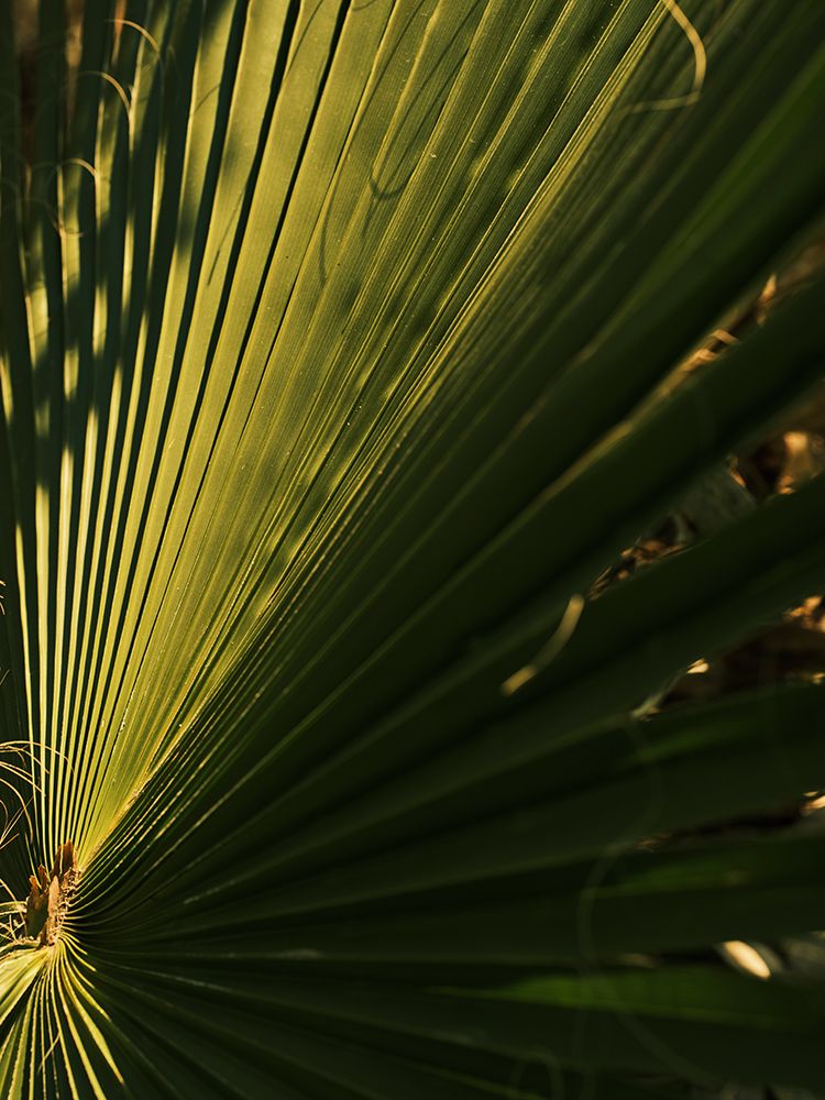 Palm Leaf art print by Engin Akyurt for $57.95 CAD