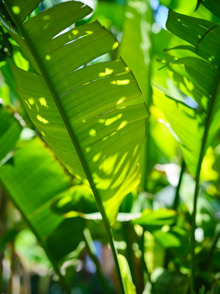 Palm Leaf art print by Engin Akyurt for $57.95 CAD