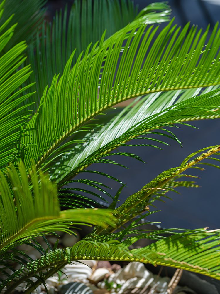 Palm Leaf art print by Engin Akyurt for $57.95 CAD