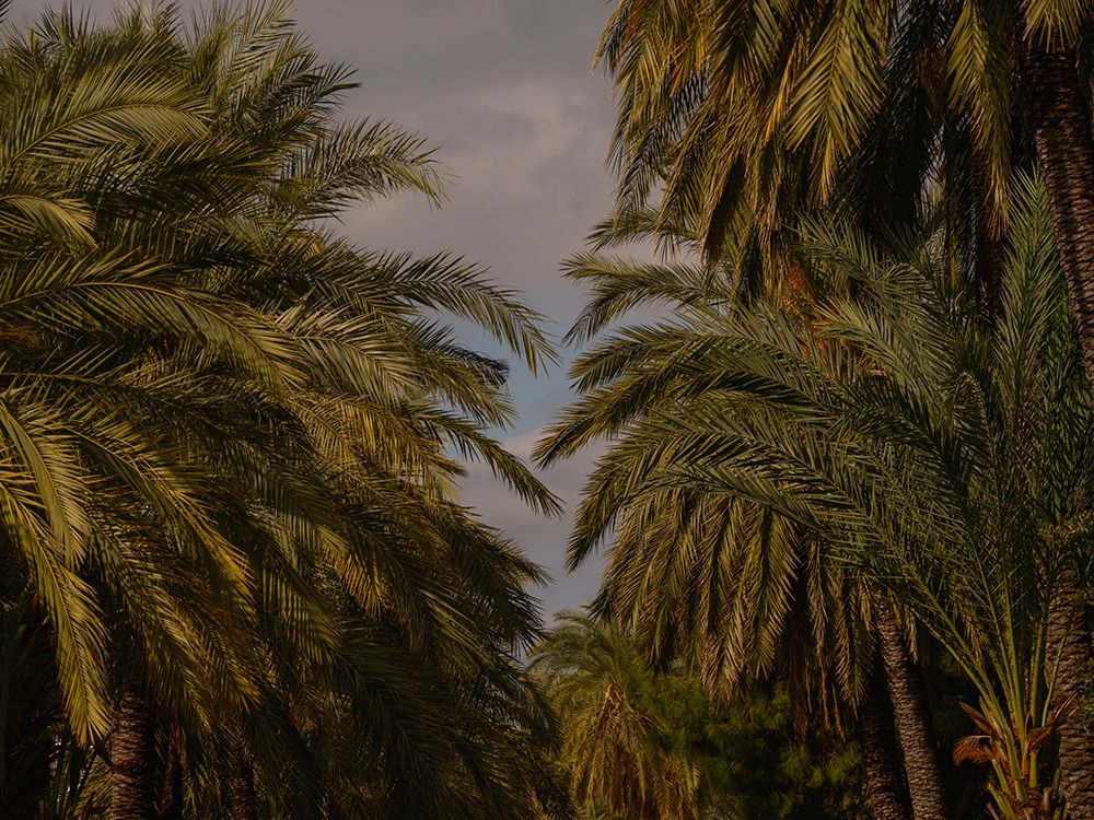 Palm Trees art print by Engin Akyurt for $57.95 CAD