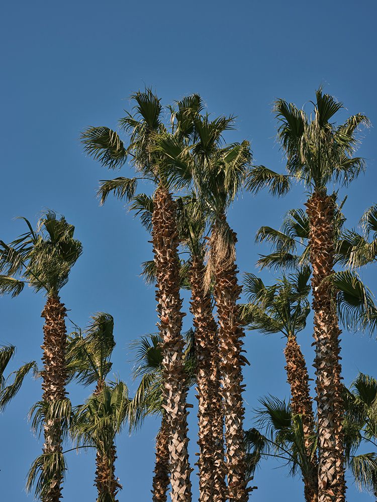 Palm Trees art print by Engin Akyurt for $57.95 CAD