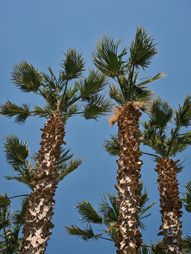 Palm Trees art print by Engin Akyurt for $57.95 CAD