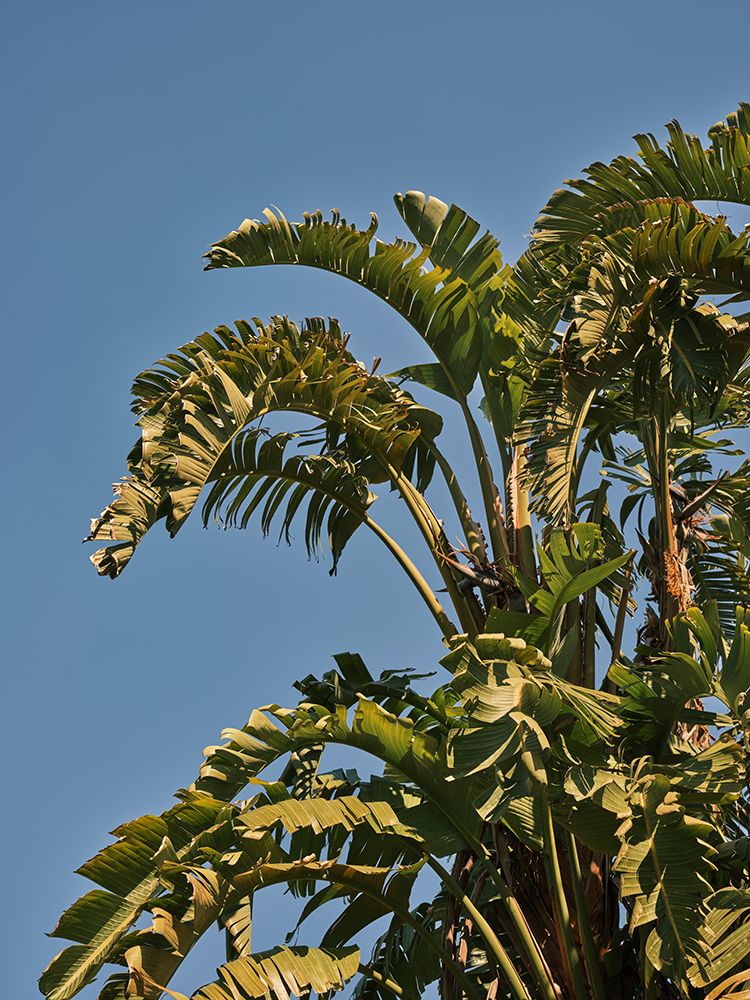 Palm Trees art print by Engin Akyurt for $57.95 CAD
