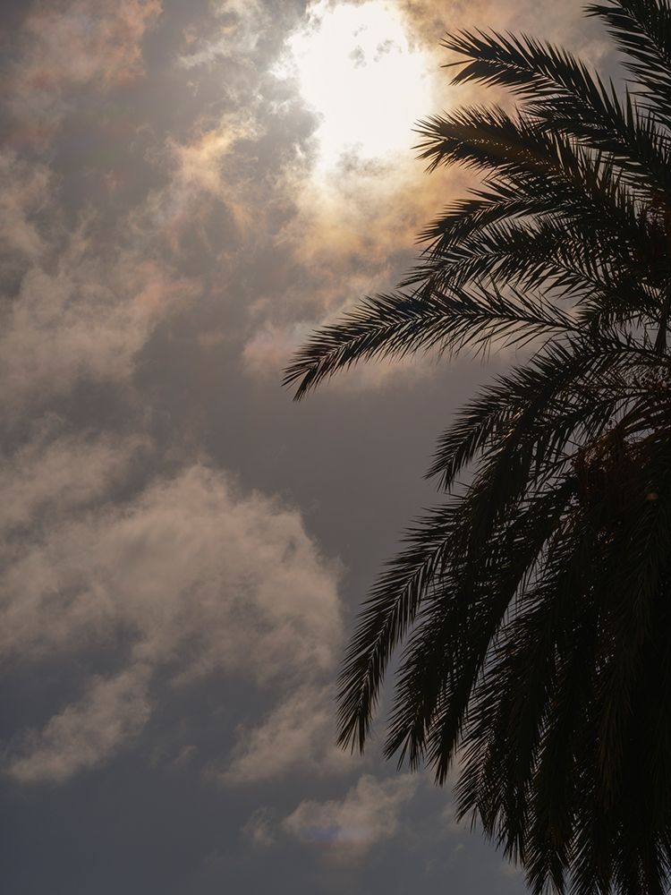 Palm Trees art print by Engin Akyurt for $57.95 CAD