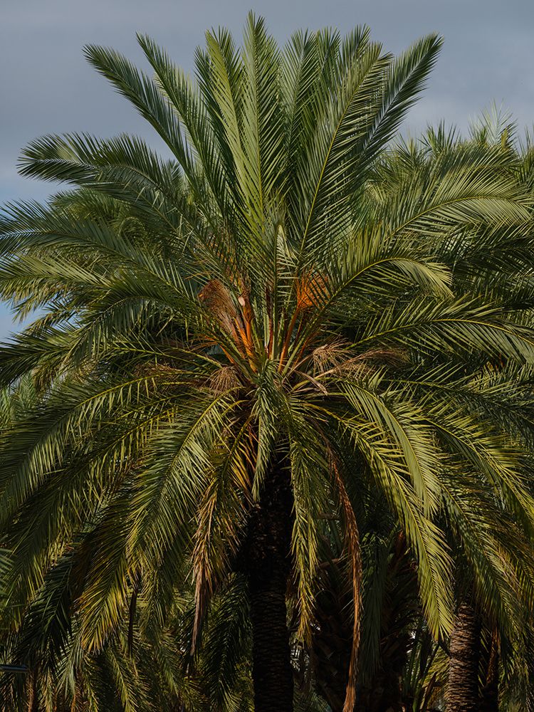 Palm Trees art print by Engin Akyurt for $57.95 CAD