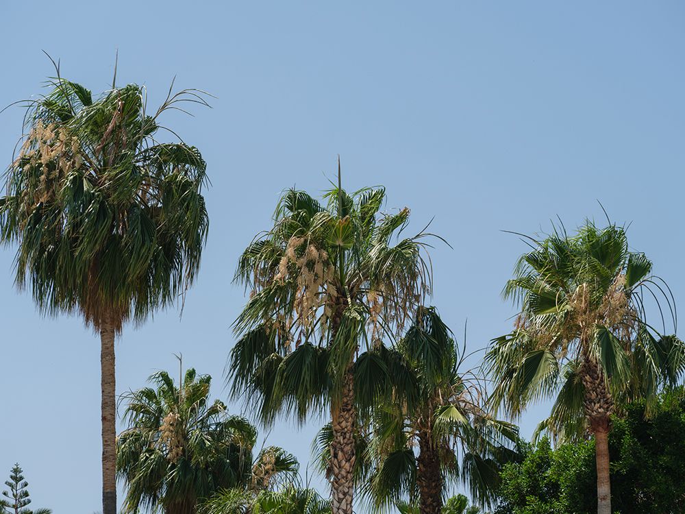 Palm Trees art print by Engin Akyurt for $57.95 CAD