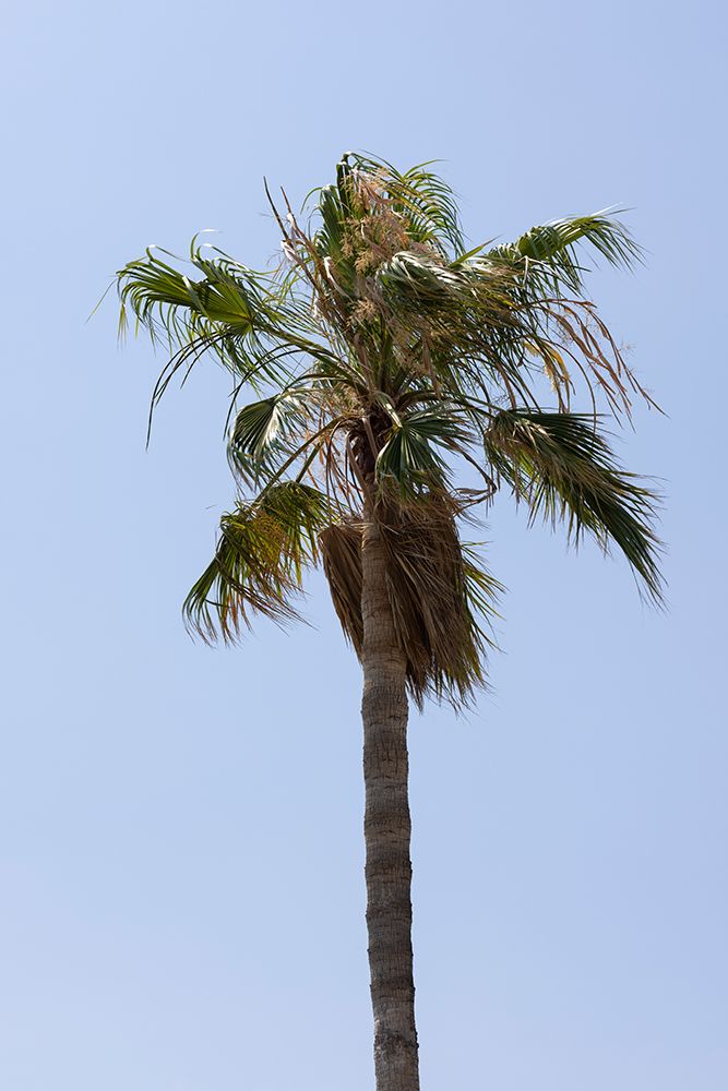 Palm Trees art print by Engin Akyurt for $57.95 CAD