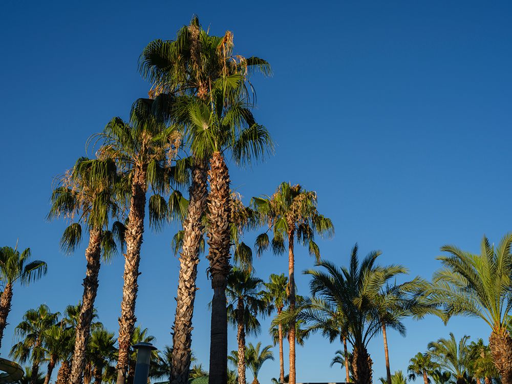 Palm Trees art print by Engin Akyurt for $57.95 CAD