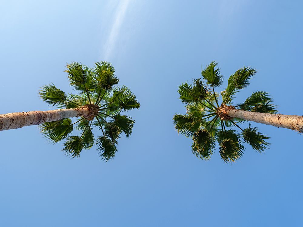 Palm Trees art print by Engin Akyurt for $57.95 CAD