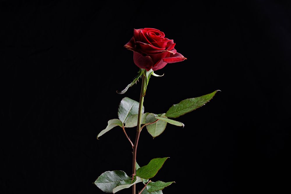 Red Rose art print by Engin Akyurt for $57.95 CAD