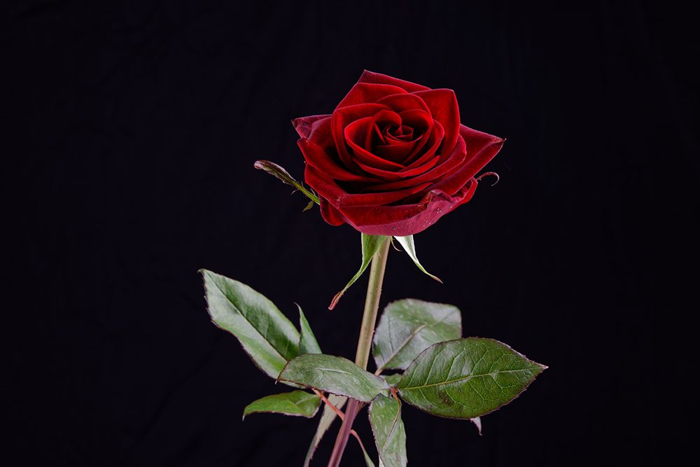 Red Rose art print by Engin Akyurt for $57.95 CAD