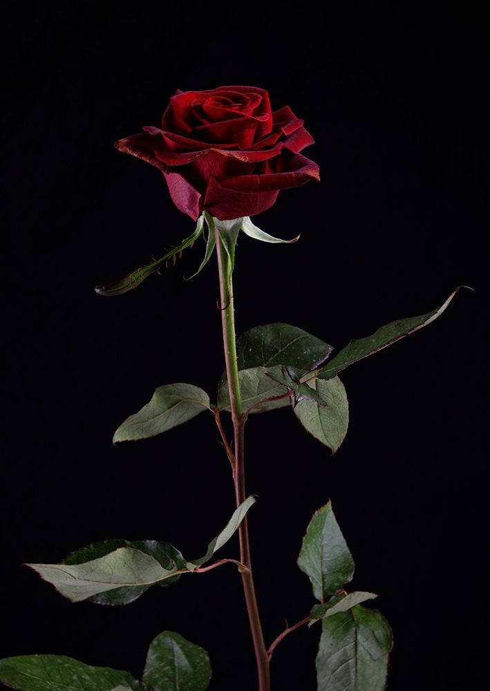 Red Rose art print by Engin Akyurt for $57.95 CAD